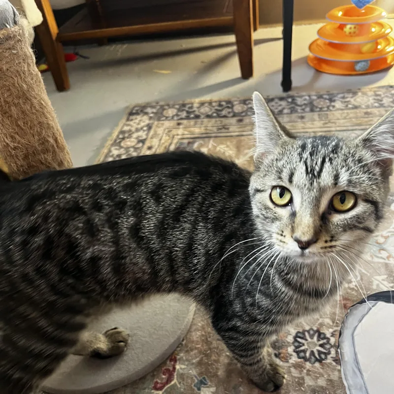 A young medium-sized female Buff / Tan / Fawn Extra-Toes Cat / Hemingway Polydactyl cat named Taffy for adoption in Grosse Ile, MI