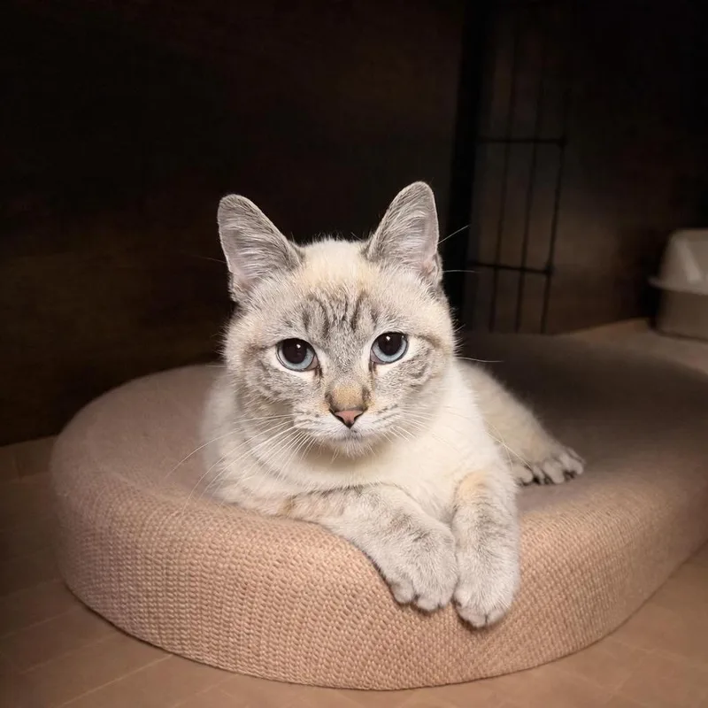 Calibruno thumbnail 2