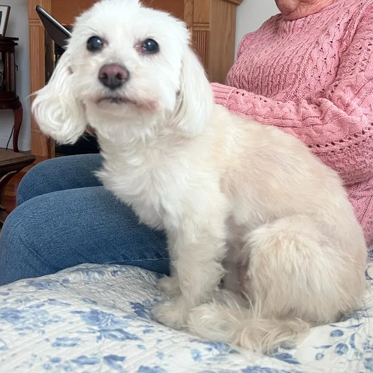 A senior small-sized female White / Cream Maltese dog named Luna for adoption in Oceanside, NY