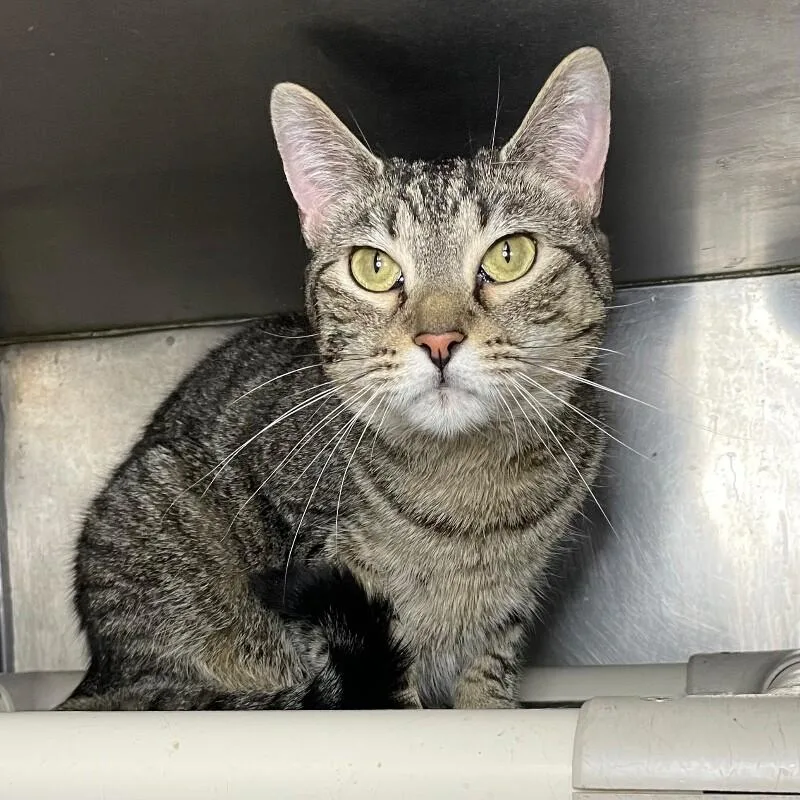 An adult medium-sized female Domestic Short Hair cat named Bramble for adoption in Roanoke, VA