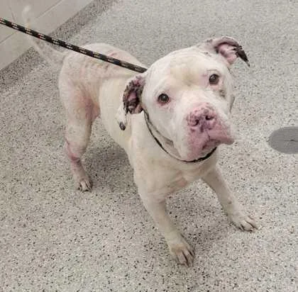 An adult large-sized male White / Cream Pit Bull Terrier dog named Gouda for adoption in Kansas City, MO