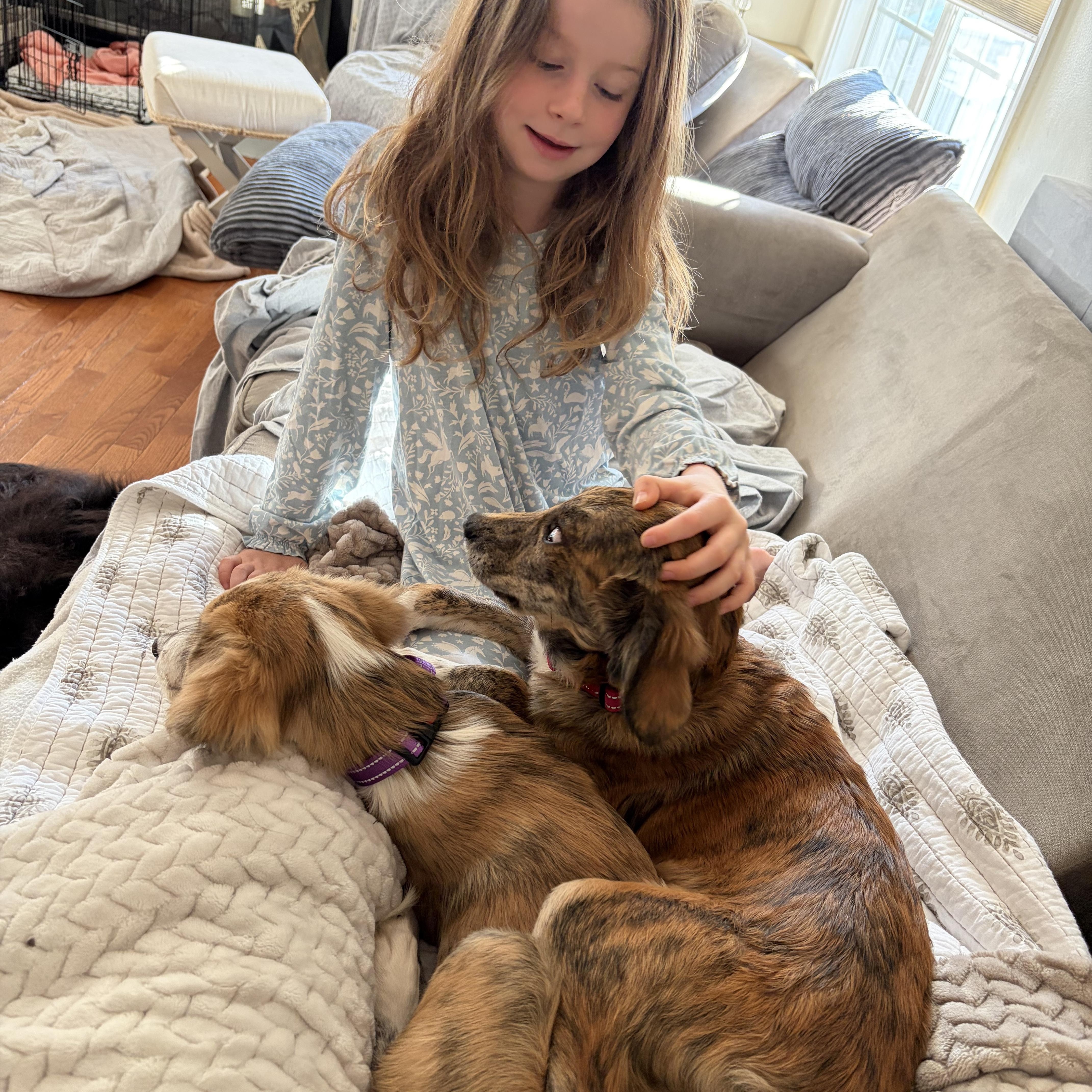 A baby medium-sized female Brindle Golden Retriever dog named Roxie for adoption in New York, NY