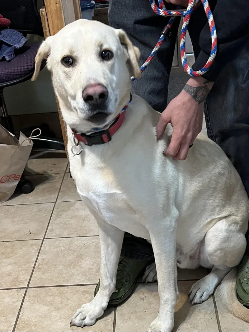 An adult large-sized male Yellow / Tan / Blond / Fawn Labrador Retriever dog named Ross for adoption in New Windsor, NY