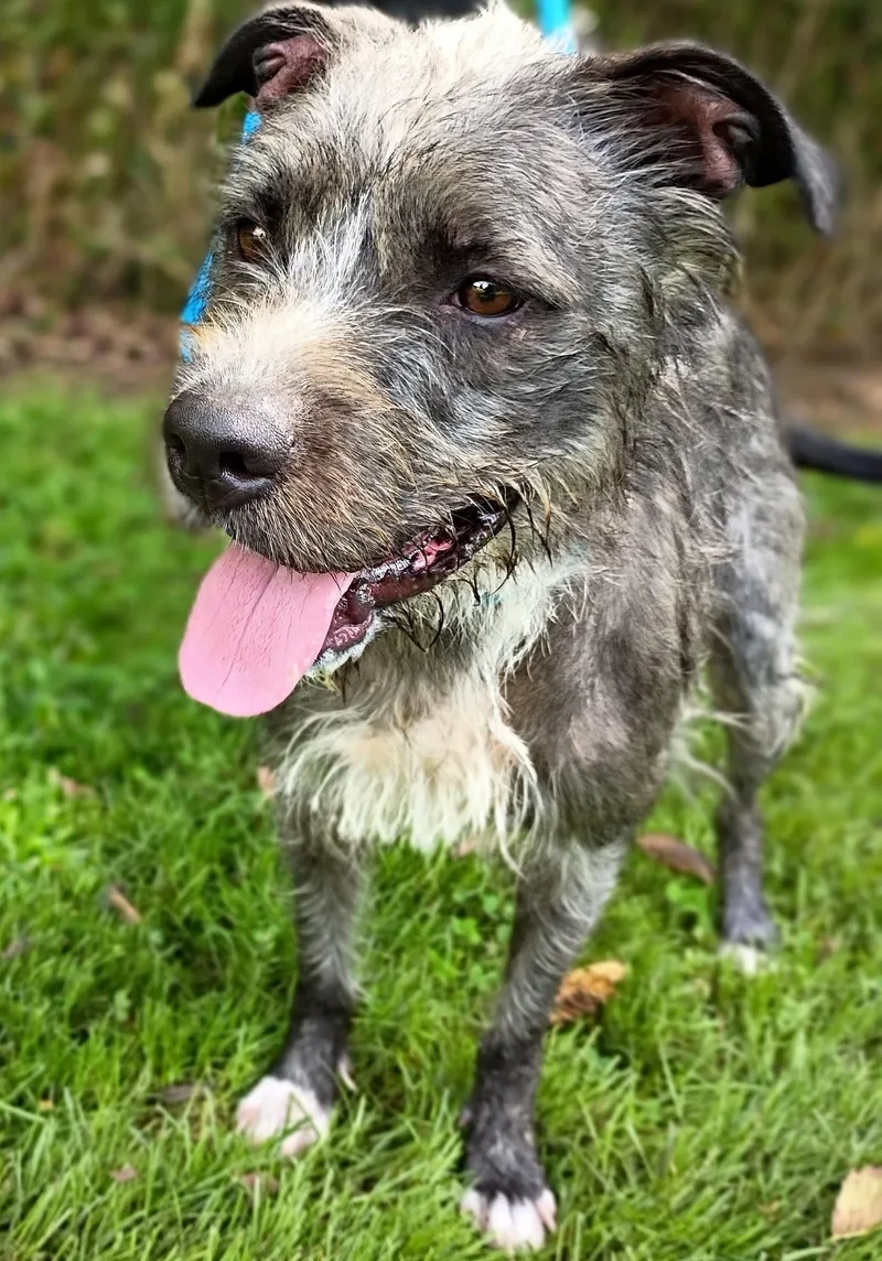 A young medium-sized female Gray / Blue / Silver Terrier dog named Cinder for adoption in Maynardville, TN