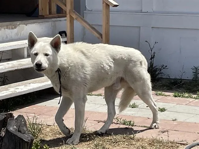 A young large-sized male Siberian Husky dog named Dakota for adoption in Riverside, CA