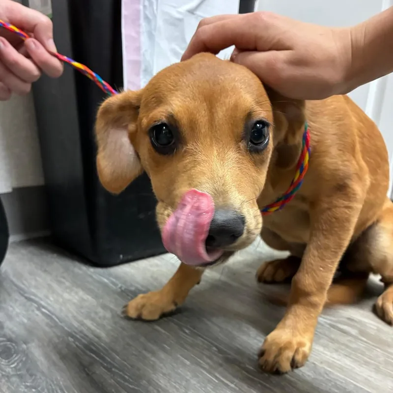 A baby small-sized female Yellow / Tan / Blond / Fawn Mixed Breed dog named Aphrodite for adoption in Pensacola, FL