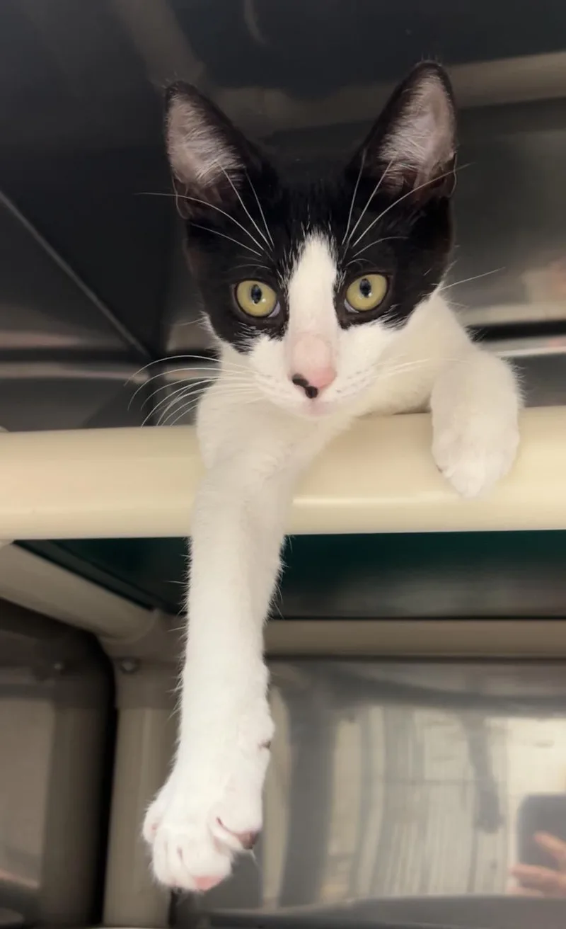 A baby medium-sized male Black & White / Tuxedo Domestic Short Hair cat named Valor for adoption in Montville, NJ