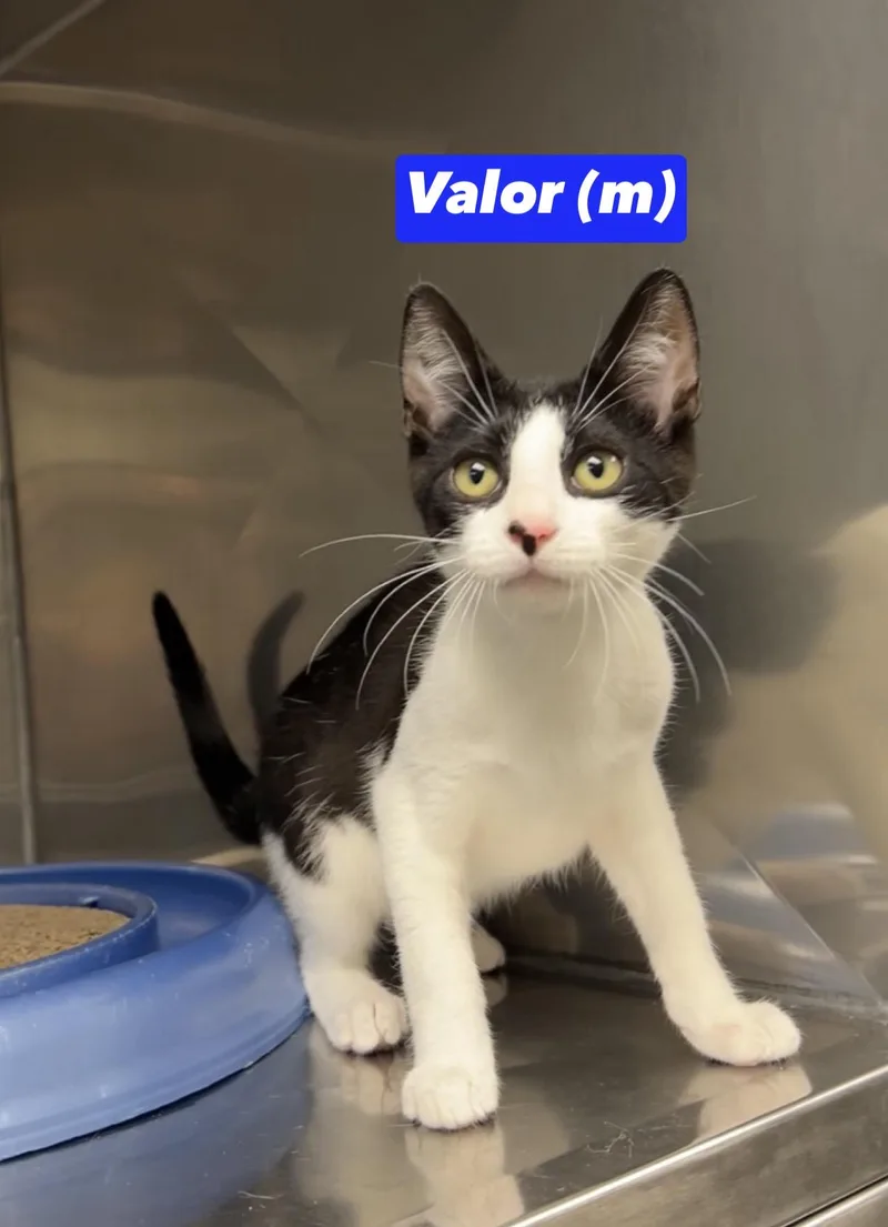 Valor thumbnail 2