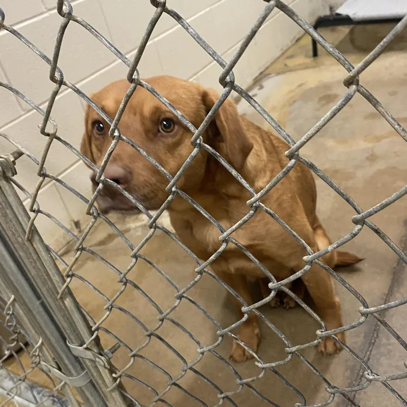 Coyote  U thumbnail 2