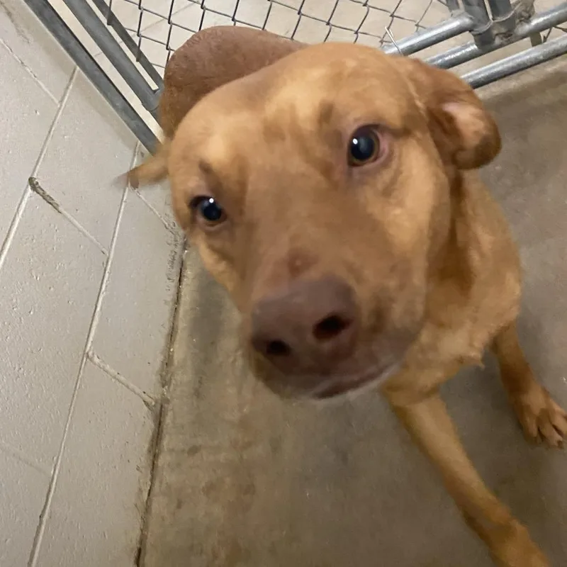 Coyote  U thumbnail 3