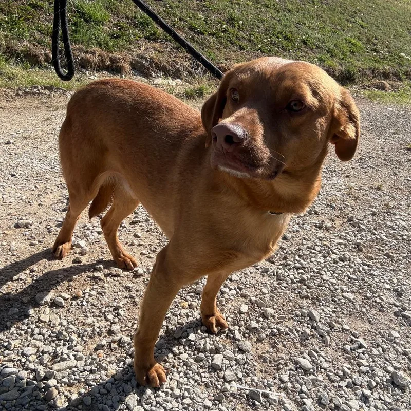 Coyote  U thumbnail 4