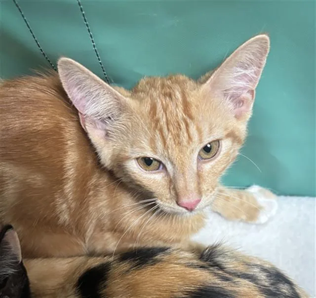 A baby medium-sized male Domestic Short Hair cat named Maui for adoption in Dallas, TX