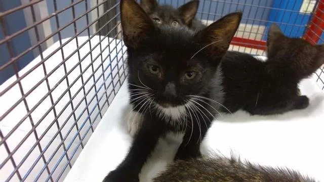 A baby small-sized female Domestic Short Hair cat named Rebecca for adoption in Miami, FL