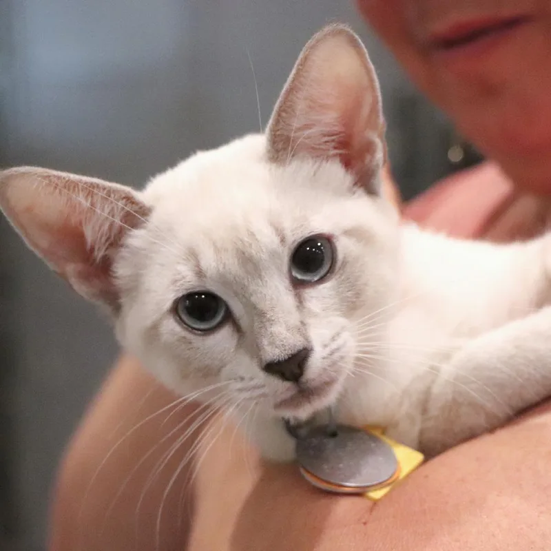 A baby small-sized female Domestic Short Hair cat named Toast for adoption in Port Washington, NY