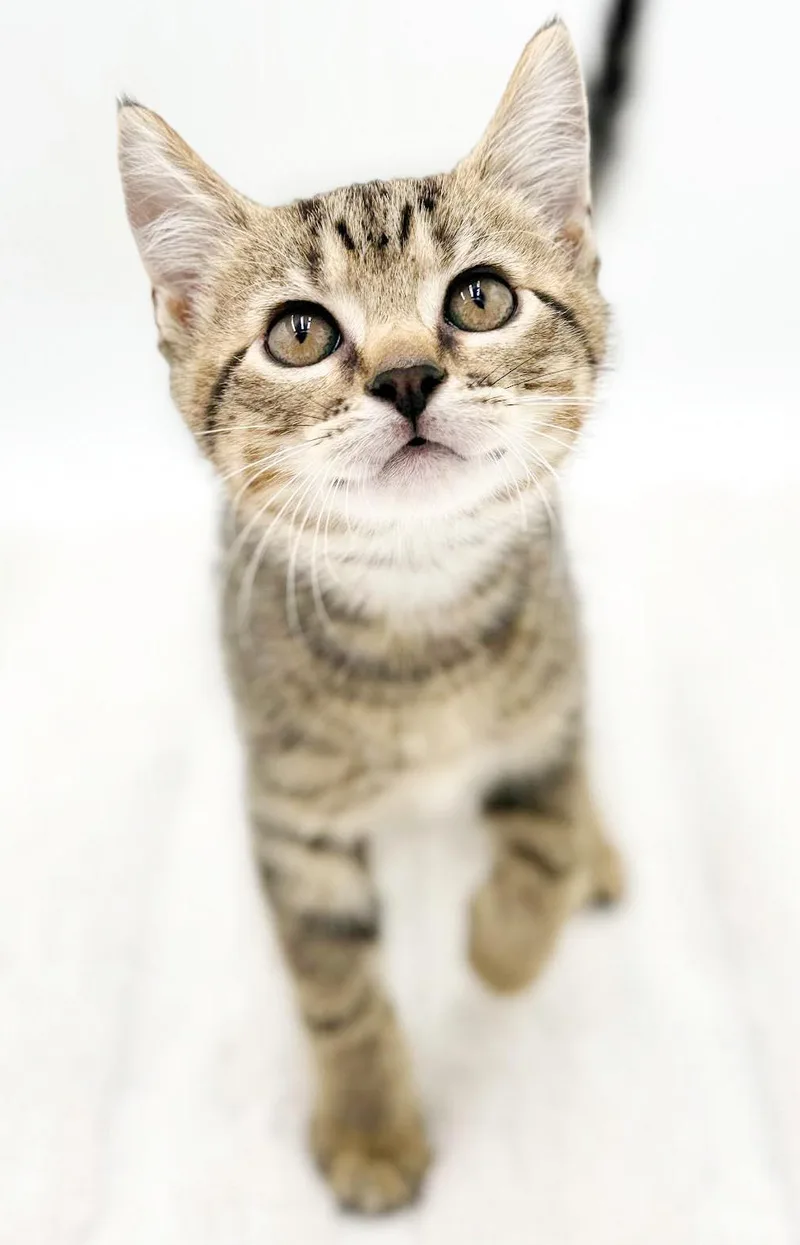 Wheat is way cool thumbnail 5