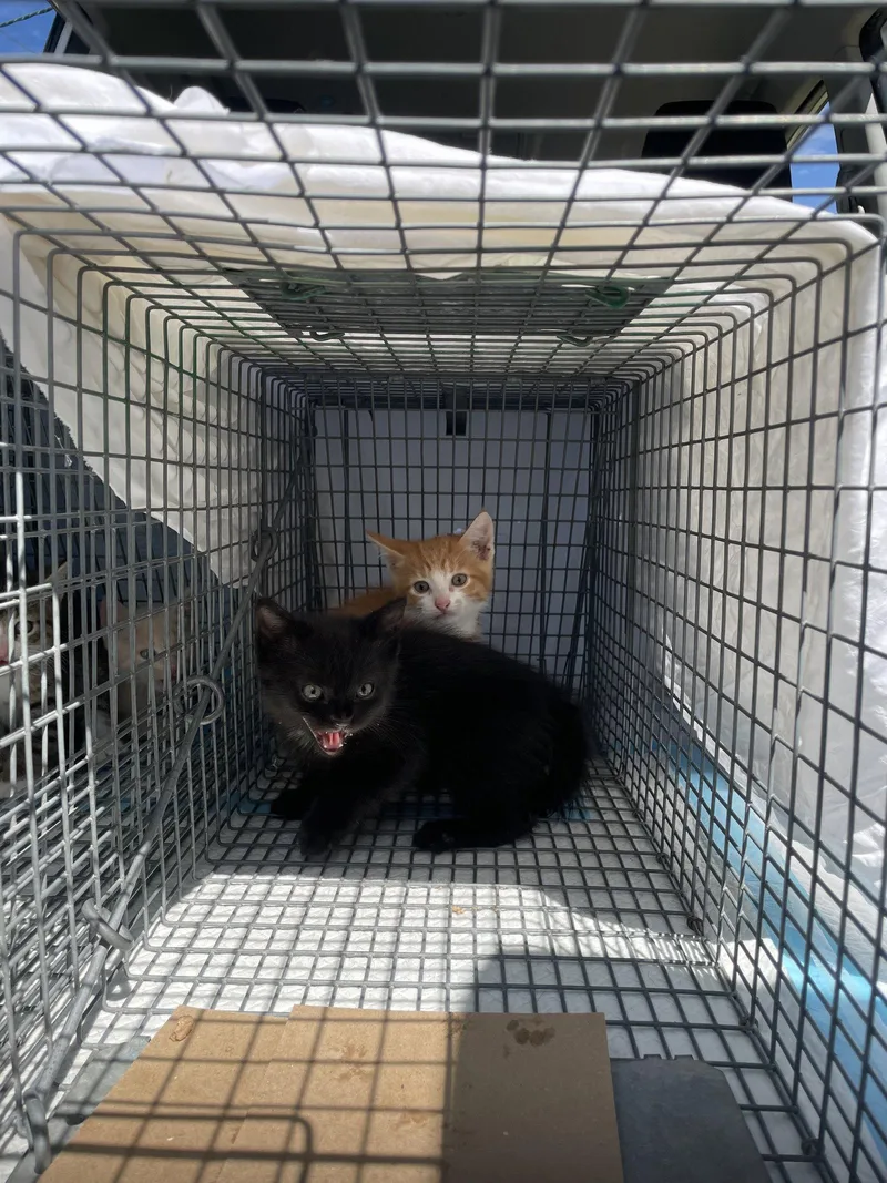A baby medium-sized male Black Domestic Short Hair cat named Bumblepaws for adoption in Trenton, NJ