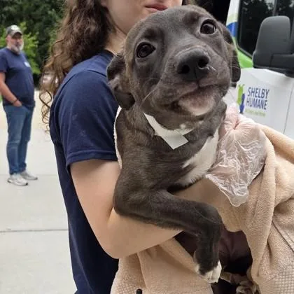 A baby small-sized female Mixed Breed dog named Black Veil Brides for adoption in Voorhees, NJ