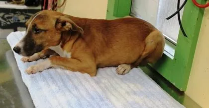 A young medium-sized male Terrier dog named Ray for adoption in Picayune, MS