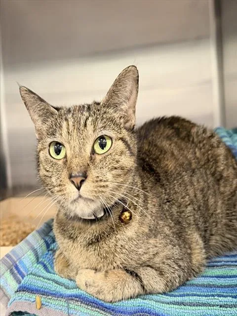A senior medium-sized female Domestic Short Hair cat named Lucie for adoption in Tavares, FL