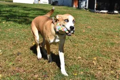 A young large-sized male Siberian Husky dog named Butter for adoption in Kansas City, MO