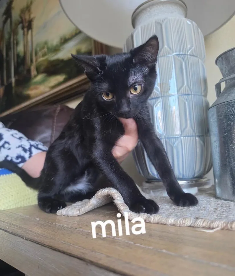 A baby medium-sized female Domestic Short Hair cat named Mila for adoption in San Antonio, TX