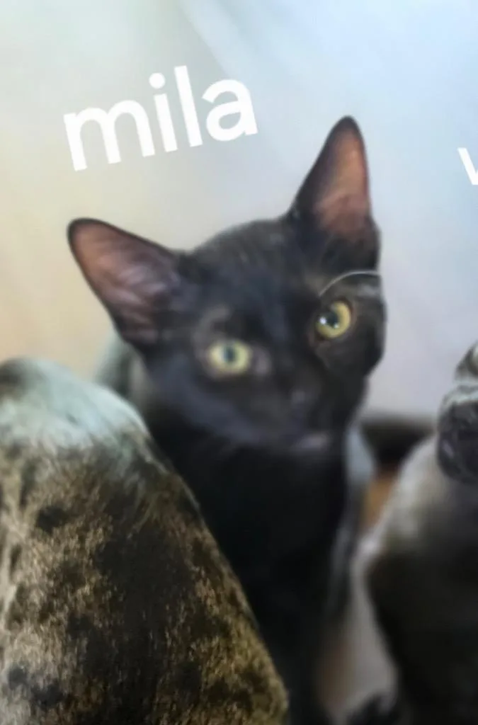 Mila thumbnail 2