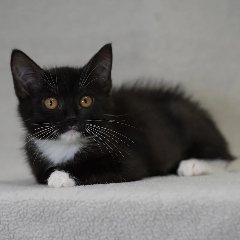 A baby small-sized female Black Domestic Medium Hair cat named Roxy for adoption in Sunnyvale, CA