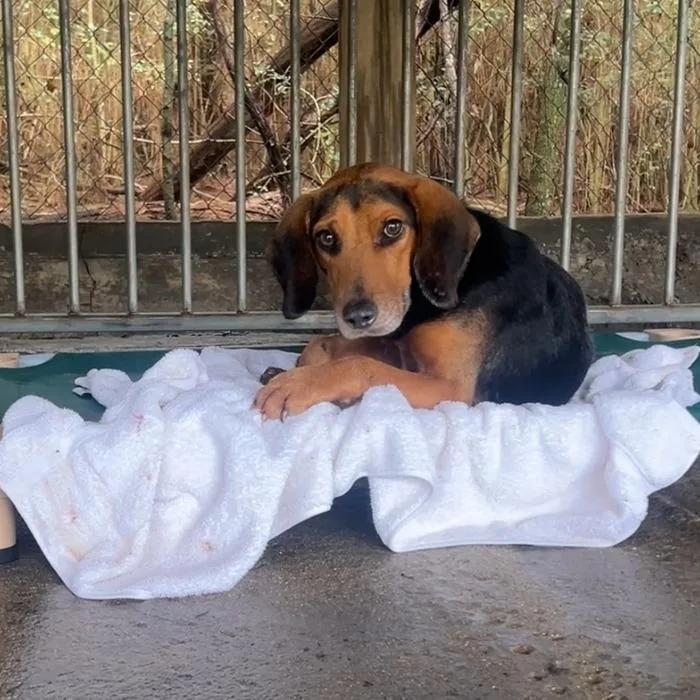 An adult medium-sized male Black Hound dog named Elmer for adoption in Wiggins, MS