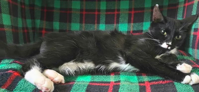 A baby medium-sized male Black & White / Tuxedo Tuxedo cat named Chernuska for adoption in North Highlands, CA