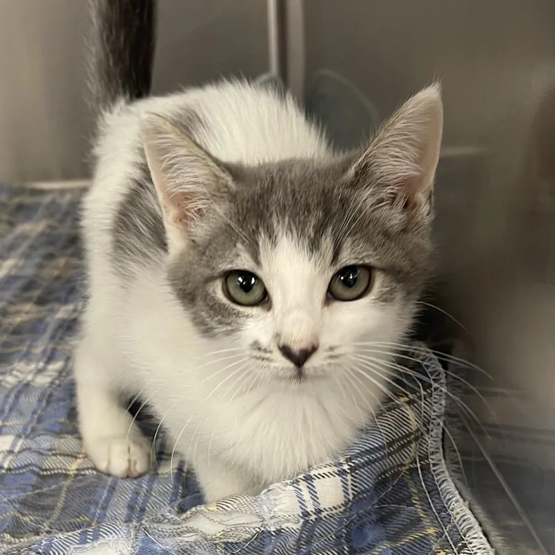 A baby small-sized female Gray / Blue / Silver Domestic Short Hair cat named Enoki for adoption in Perkiomenville, PA