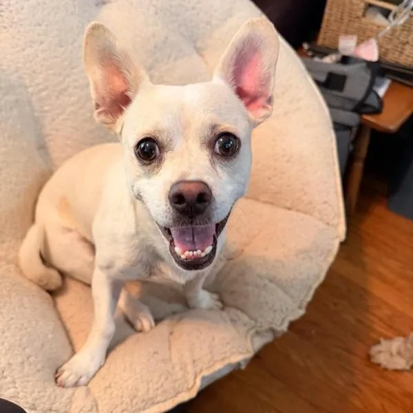 A young small-sized male Chiweenie dog named Yinbis for adoption in Greenville, SC