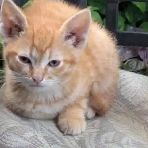 A baby small-sized male Orange / Red Domestic Short Hair cat named Divot for adoption in Mount Juliet, TN