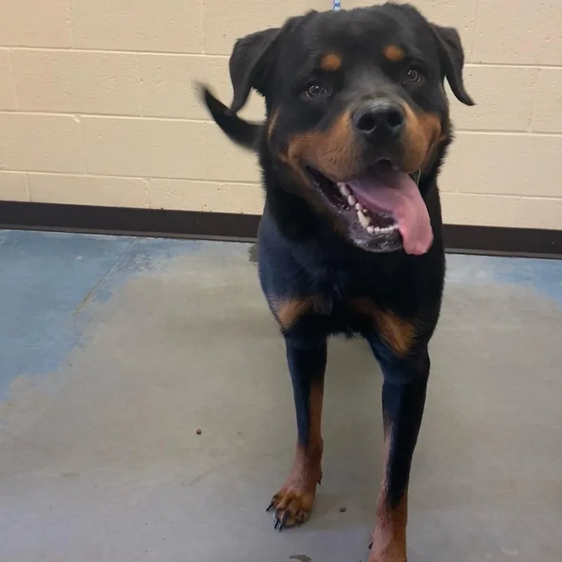 An adult extra large-sized male Black Mixed Breed dog named Brownie for adoption in Memphis, TN