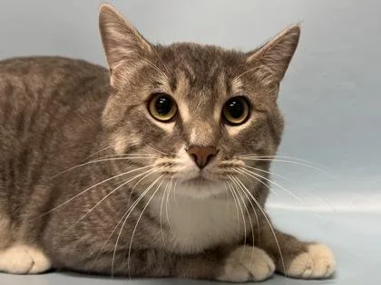 An adult small-sized male Domestic Short Hair cat named Oliver for adoption in Woodbury, MN