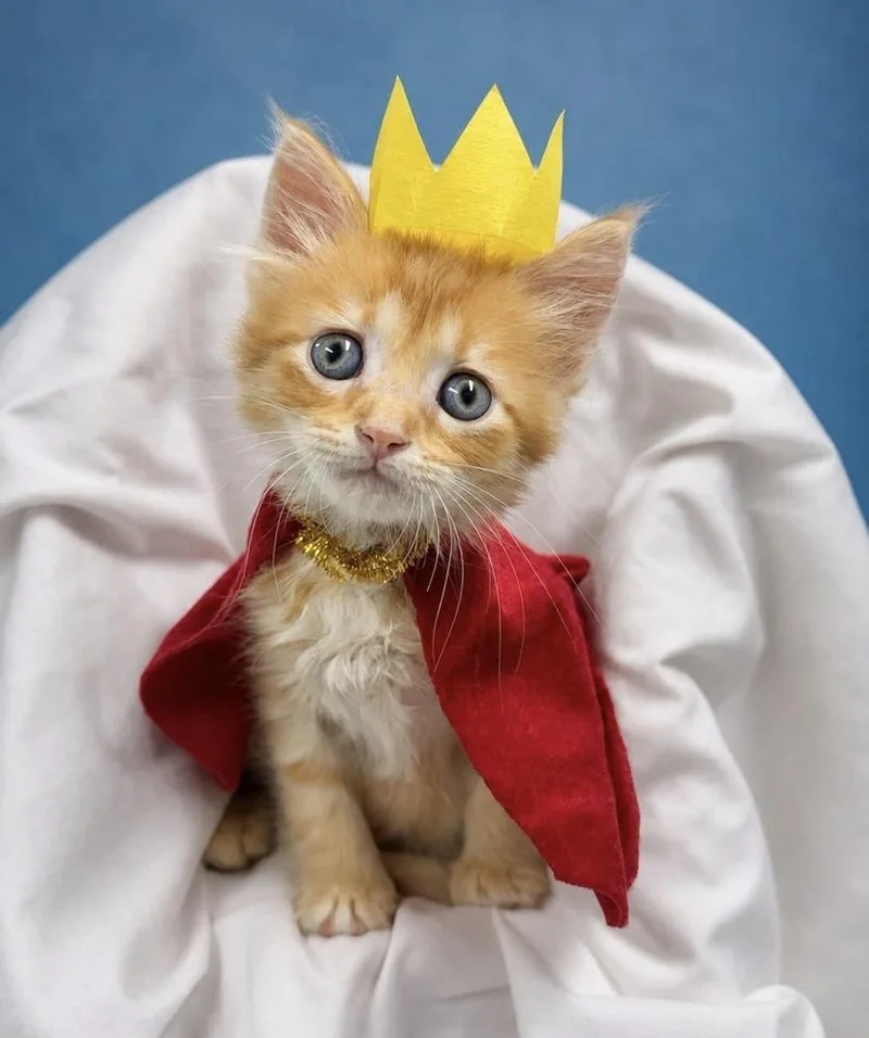 A baby small-sized male Domestic Short Hair cat named Prince NoName for adoption in Fort Walton Beach, FL