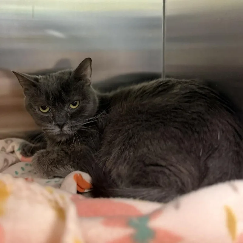 A young small-sized female Gray / Blue / Silver Domestic Short Hair cat named Suzuki for adoption in Bullhead City, AZ