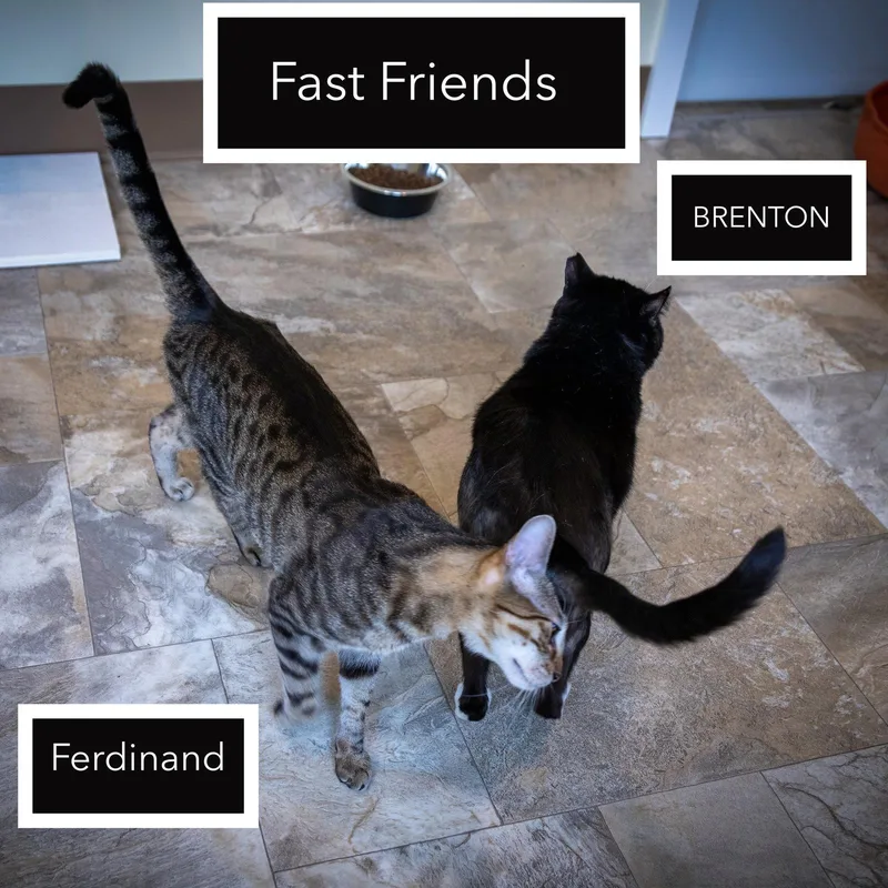 Brentonc  Sn Zd thumbnail 3