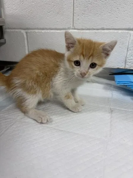 A baby small-sized male Domestic Short Hair cat named Big Orange for adoption in Morristown, TN