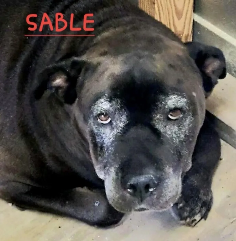 Sable