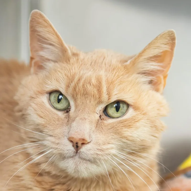 A senior medium-sized female Orange / Red Domestic Short Hair cat named Ruby for adoption in Middletown, RI