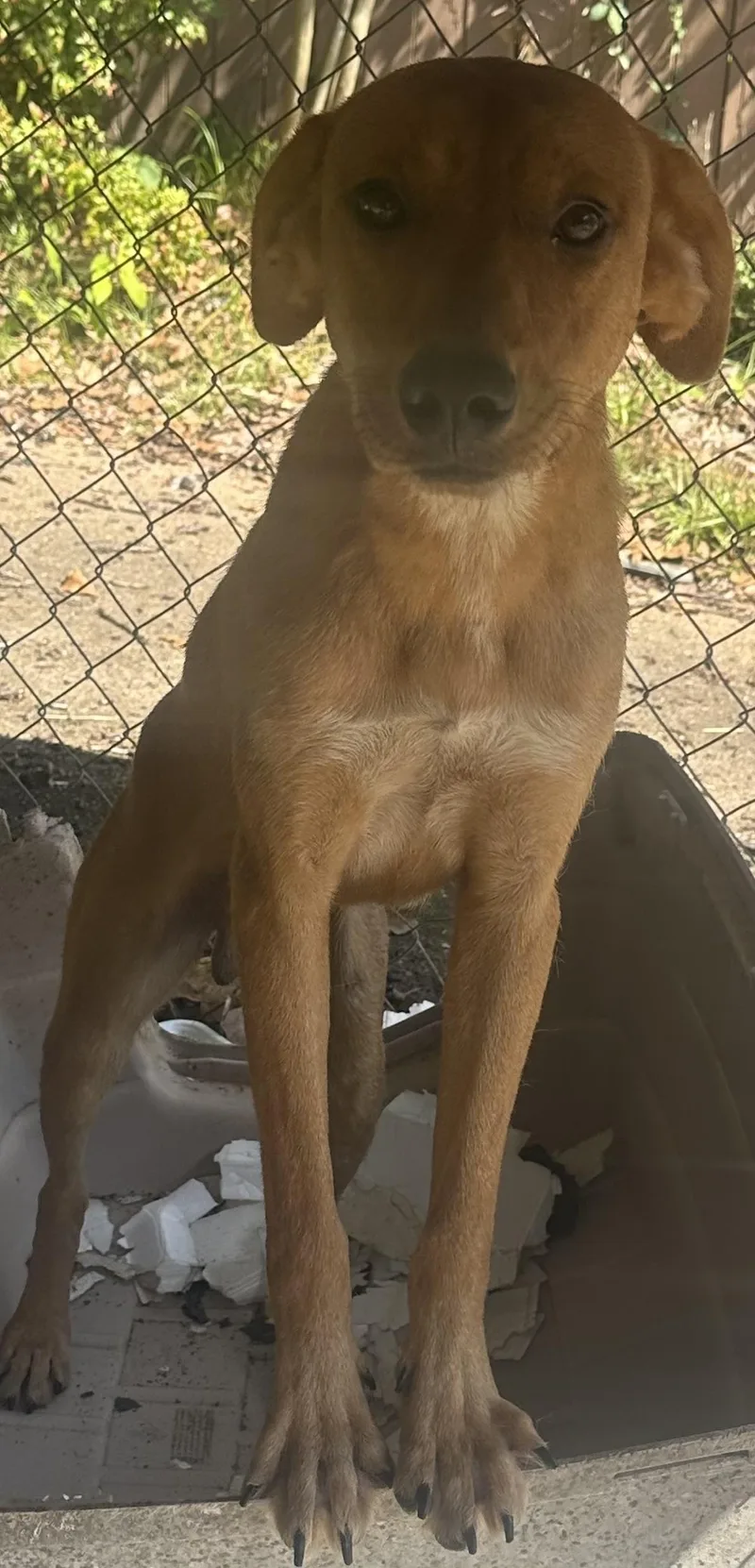 A young medium-sized male Golden Mixed Breed dog named Moe for adoption in Bruce, MS