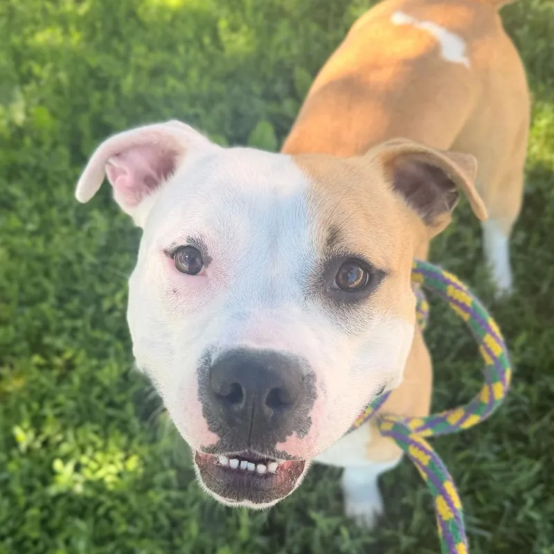 A young medium-sized female Yellow / Tan / Blond / Fawn Mixed Breed dog named Bonnie for adoption in Davenport, IA