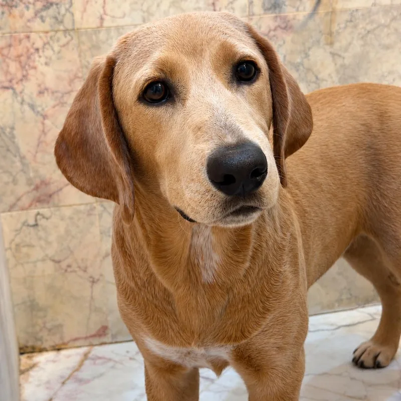 A baby medium-sized male Golden Retriever dog named Tucker for adoption in Corinth, MS