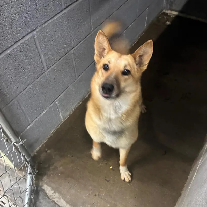 A young medium-sized female Carolina Dog dog named Foxy for adoption in Corbin, KY