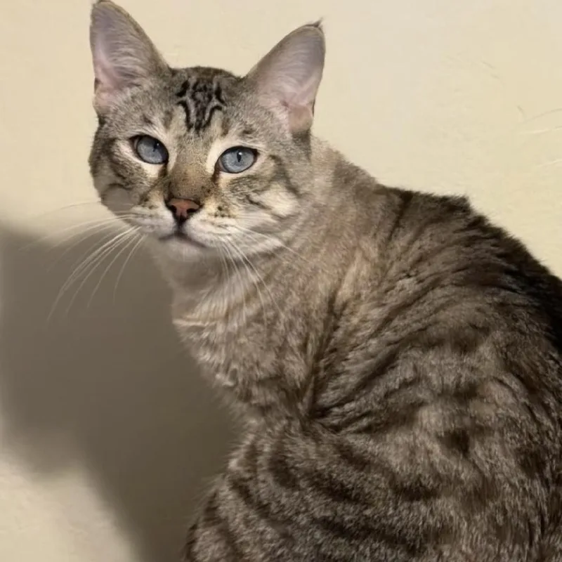 An adult large-sized male Tabby (Brown / Chocolate) Tabby cat named Miku for adoption in Woodland Hills, CA