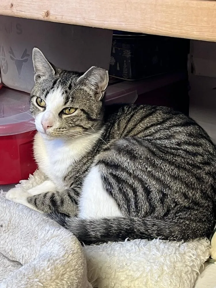 A young medium-sized male Gray & White Domestic Short Hair cat named Jack for adoption in Akron, OH