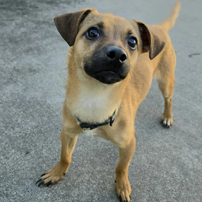 A baby small-sized male Dachshund dog named Kernel Happy Puppy for adoption in Meriden, CT