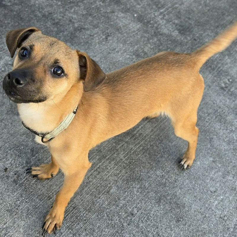 Kernel  Happy Puppy thumbnail 2