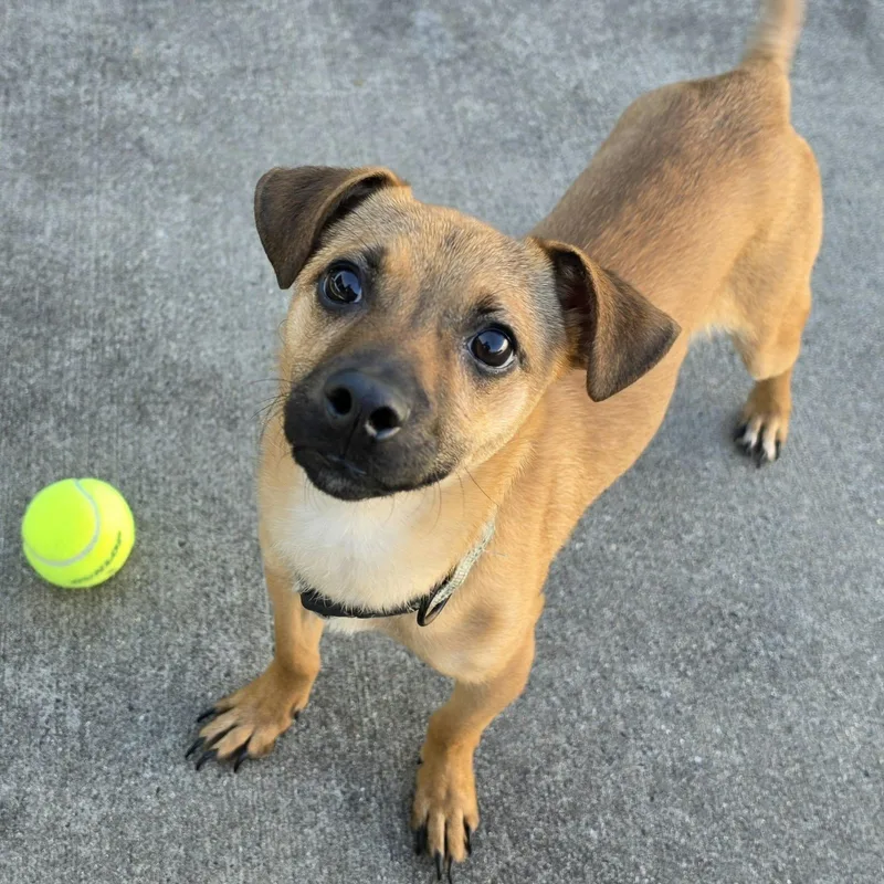 Kernel  Happy Puppy thumbnail 3