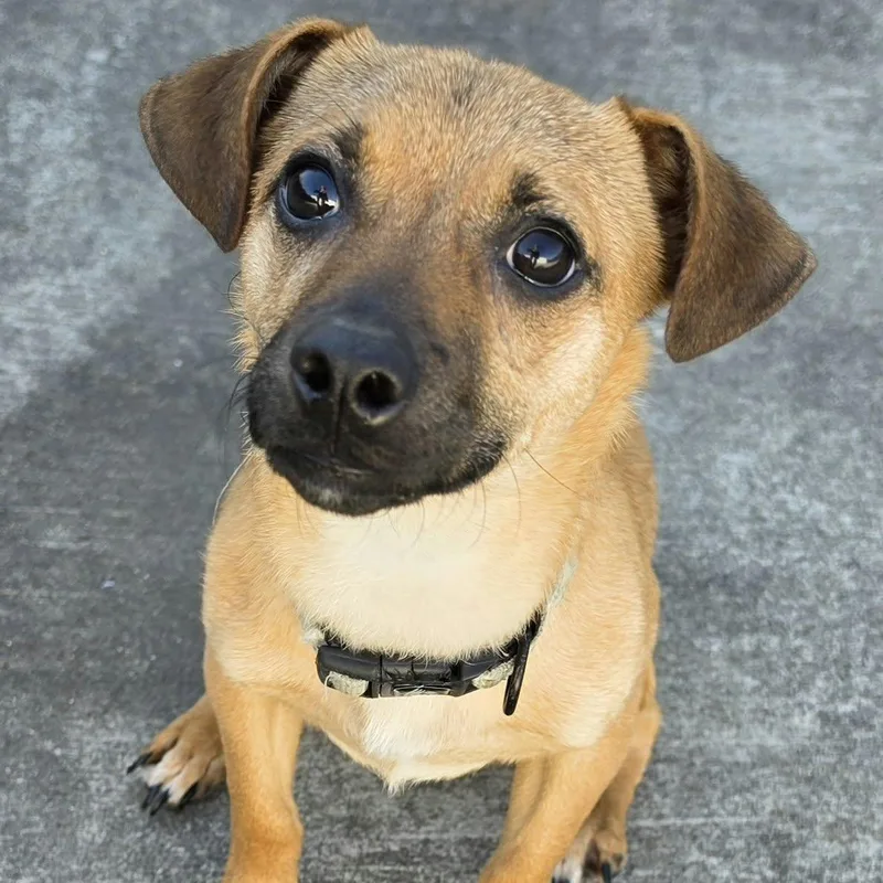 Kernel  Happy Puppy thumbnail 4